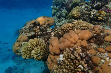 Mısır 'da güzel mercan resifleri var, Safaga.