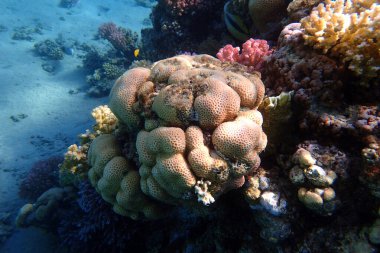 Mısır 'da güzel mercan resifleri var, Safaga.