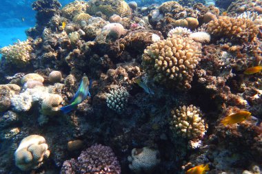 Mısır 'da güzel mercan resifleri var, Safaga.