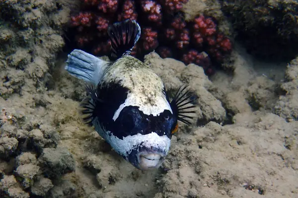 puffer fish from Red Sea makadi bay Egypt