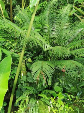 Tropikal yeşil orman Sabah baharı