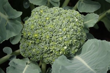 Bahçemdeki brokoli sebzesi güzel bir yemek arkaplanı.