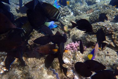 Mısır 'da güzel mercan resifleri var, Safaga.