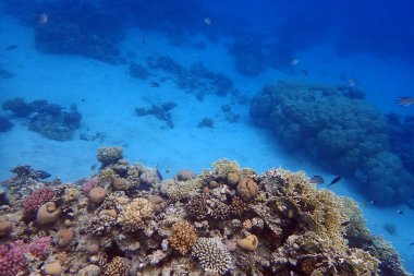 Mısır 'da güzel mercan resifleri var, Safaga.