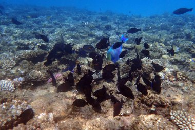 Mısır 'da güzel mercan resifleri var, Safaga.
