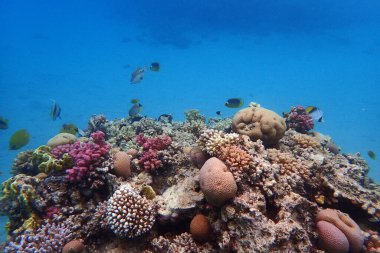 Mısır 'da güzel mercan resifleri var, Safaga.
