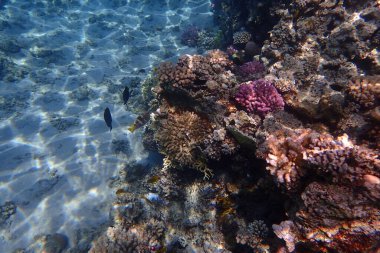 Mısır 'da güzel mercan resifleri var, Safaga.