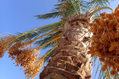 Hurma ağacının meyveleri orada hoş bir biçimde duruyor.