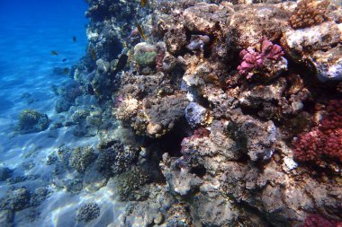 Mısır 'da güzel mercan resifleri var, Safaga.