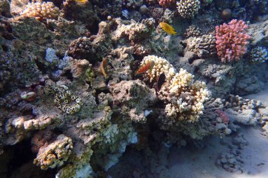 Mısır 'da güzel mercan resifleri var, Safaga.