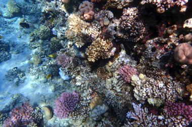 Mısır 'da güzel mercan resifleri var, Safaga.