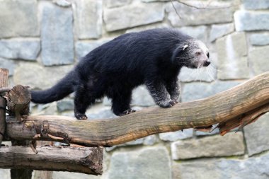 Arctictis binturong egzotik hayvan yemek arıyor.