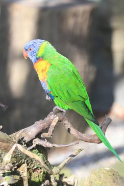 rainbow lorikeet, Trichoglossus moluccanus is resting on the root clipart