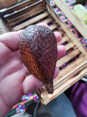 fresh snake fruit in my hand as exotic food clipart