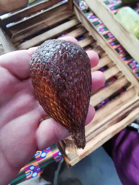 fresh snake fruit in my hand as exotic food