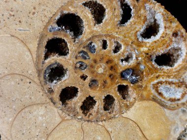 ammonit fosil dokusu güzel doğal arkaplan olarak