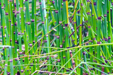 Yeşil bambu dokusu çok güzel doğal bir arka plan.