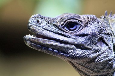 Güzel, küçük bir ejderha kertenkelesi.