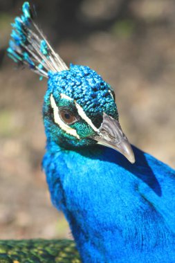 Güneşin üstündeki güzel tavus kuşunun başı