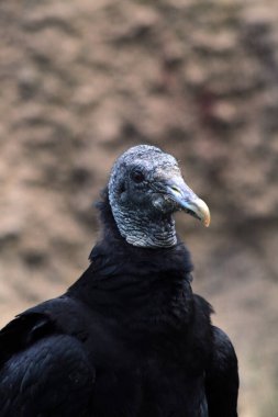 Güzel siyah akbaba güzel bataklık kuşu gibi 