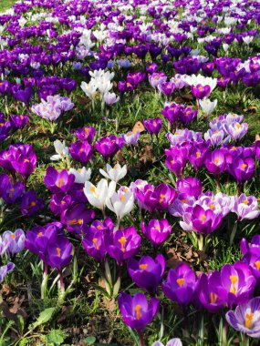 Menekşe kabuğu bahçesi çok güzel bir bahar arkaplanı.