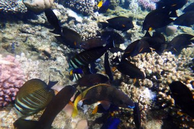 Mısır 'da güzel mercan resifleri var, Safaga.