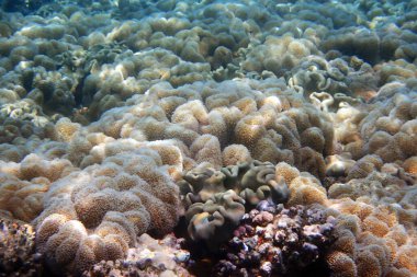 Mısır 'da güzel mercan resifleri var, Safaga.