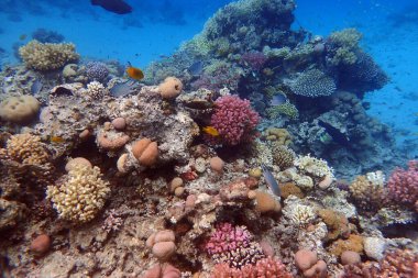 Mısır 'da güzel mercan resifleri var, Safaga.