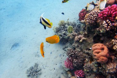 Mısır 'da güzel mercan resifleri var, Safaga.
