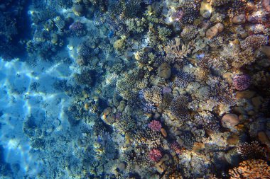 Mısır 'da güzel mercan resifleri var, Safaga.
