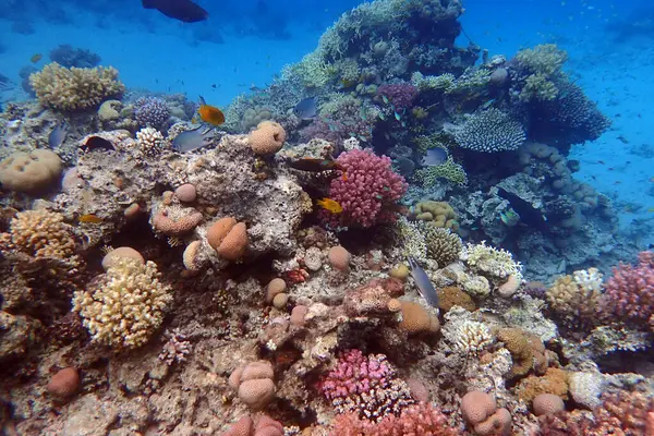 Mısır 'da güzel mercan resifleri var, Safaga.