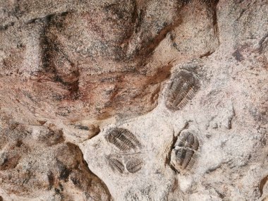 trilobite fosil çok güzel doğal arka plan olarak