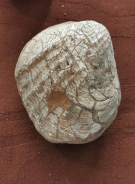 Deniz kabuğu fosili çok güzel bir arka plan.