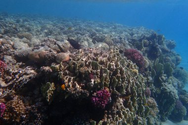 Mısır 'da güzel mercan resifleri var, Safaga.
