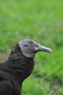 nice black vulture as nice bog bird  clipart