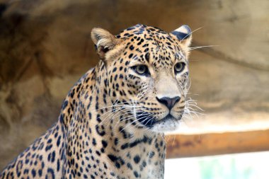 Sri Lanka leoparı - Panthera pardus kotiya 