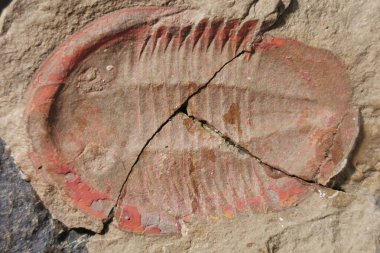trilobite fosil çok güzel doğal arka plan olarak