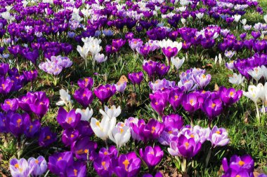 Menekşe kabuğu bahçesi çok güzel bir bahar arkaplanı.