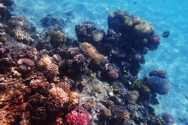 Mısır 'da güzel mercan resifleri var, Safaga.