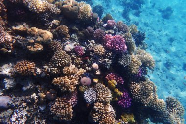 Mısır 'da güzel mercan resifleri var, Safaga.