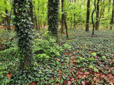Çek Cumhuriyeti 'ndeki yeşil eski orman