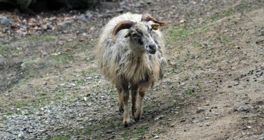 Güzel bir hayvan gibi yürüyen küçük egzotik koyunlar.
