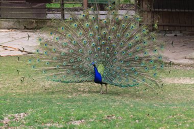 Güneşte güzel, genç bir tavus kuşu.