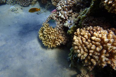 Mısır 'da kızıl denizin altında yaşam