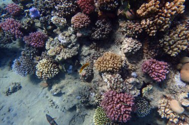 Mısır 'da kızıl denizin altında yaşam