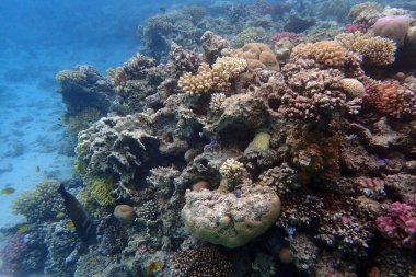 Mısır 'da kızıl denizin altında yaşam