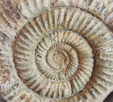 ammonite fossil texture as nice natural background clipart