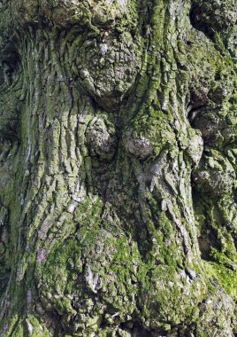 Eski ağaç kabuğu dokusu çok hoş bir arka plan.