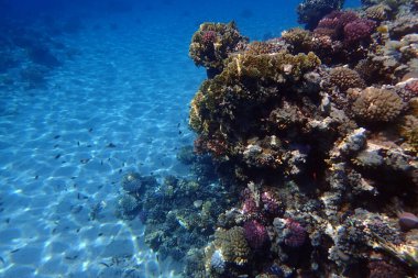 Mısır 'da güzel mercan resifleri var, Safaga.