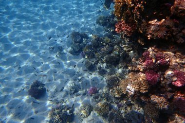 Mısır 'da güzel mercan resifleri var, Safaga.